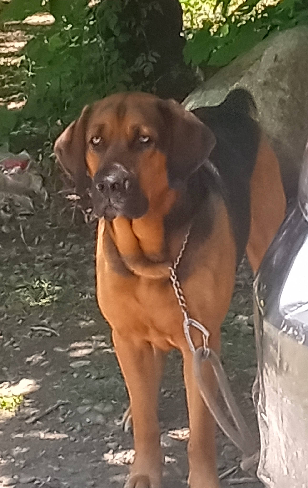 Loki is registered to the contest to win money with this photo: canidae, carnivore, collar, companion_dog, dog, dog_breed, dog_collar, dog_supply, fawn, guard_dog, hound, hunting_dog, liver, molosser, pet_supply, snout, sporting_group, terrestrial_animal, working_animal, working_dog