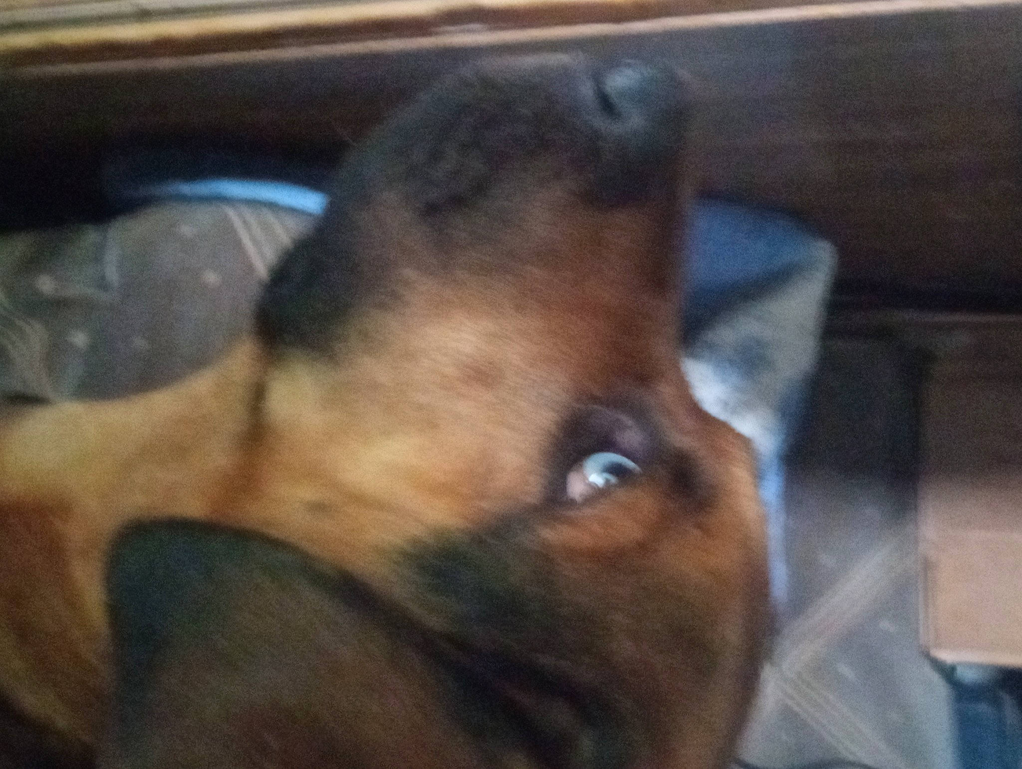 Loki joined the competition — help win amazing prizes! canidae, carnivore, companion_dog, dog, dog_breed, ear, fawn, fur, liver, snout, sporting_group, terrestrial_animal, whiskers, working_animal