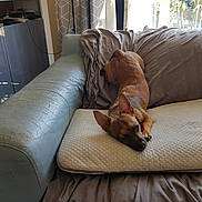 Lil John is registered to the contest to win money with this photo: blanket, brown_dog, calm, couch, cozy, curtains, cushion, daylight, dog, domestic, furniture, home, indoor, leather, living_room, pet, relaxing, resting, sleepy, window