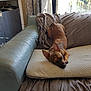 blanket, brown_dog, calm, couch, cozy, curtains, cushion, daylight, dog, domestic, furniture, home, indoor, leather, living_room, pet, relaxing, resting, sleepy, window