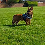 Lil John joined the competition — help win amazing prizes! alert, animal, blue_sky, canine, daytime, dog, field, grass, greenery, harness, house, leash, nature, outdoor, pet, small_dog, standing, suburban, sunny, tree