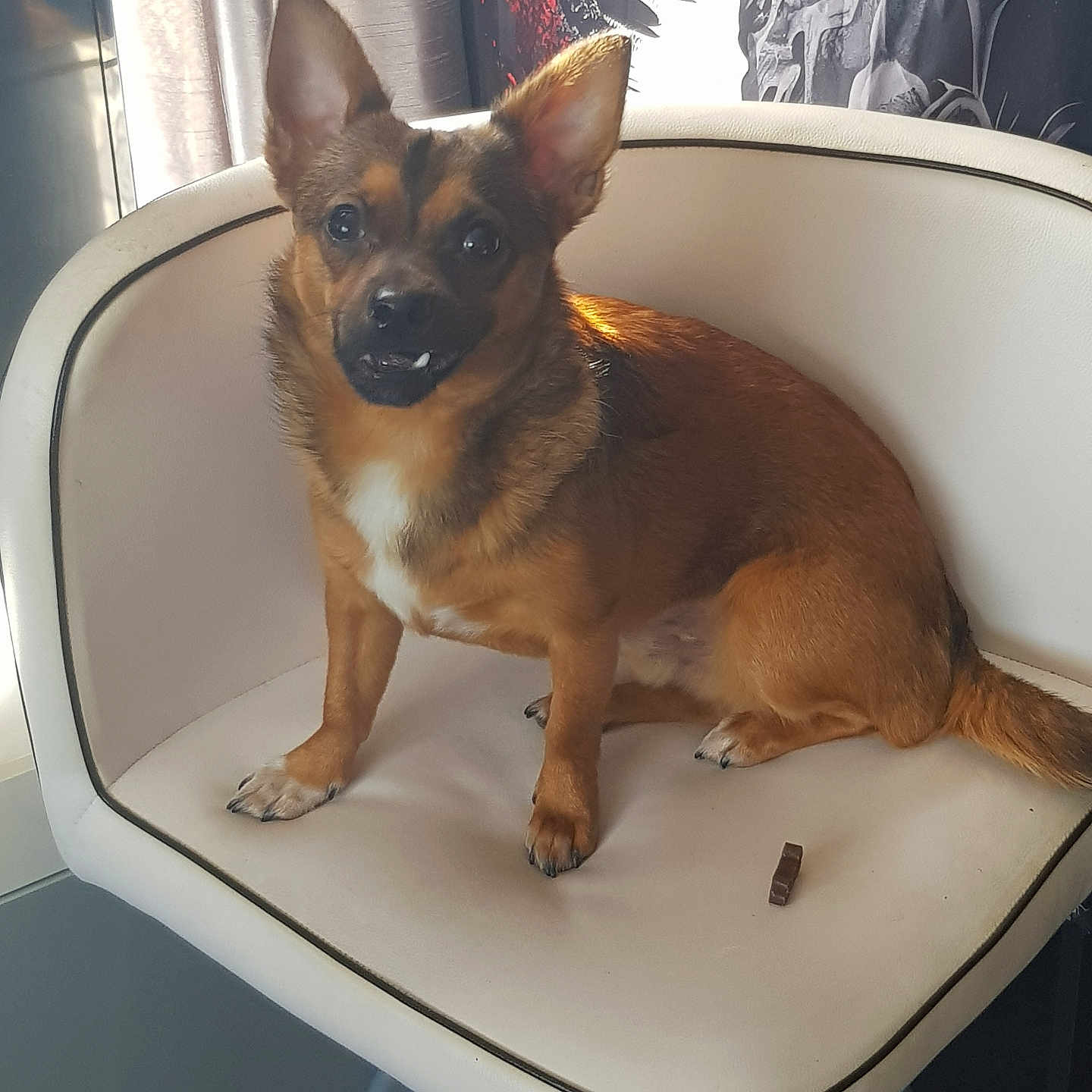 Lil John is registered to the contest to win money with this photo: animal, brown_fur, chair, comfortable, curtain, cushioned_chair, cute, dog, ears, floor, fur, indoor, looking, patterned_wall, paw, pet, sitting, small_dog, snout, treat