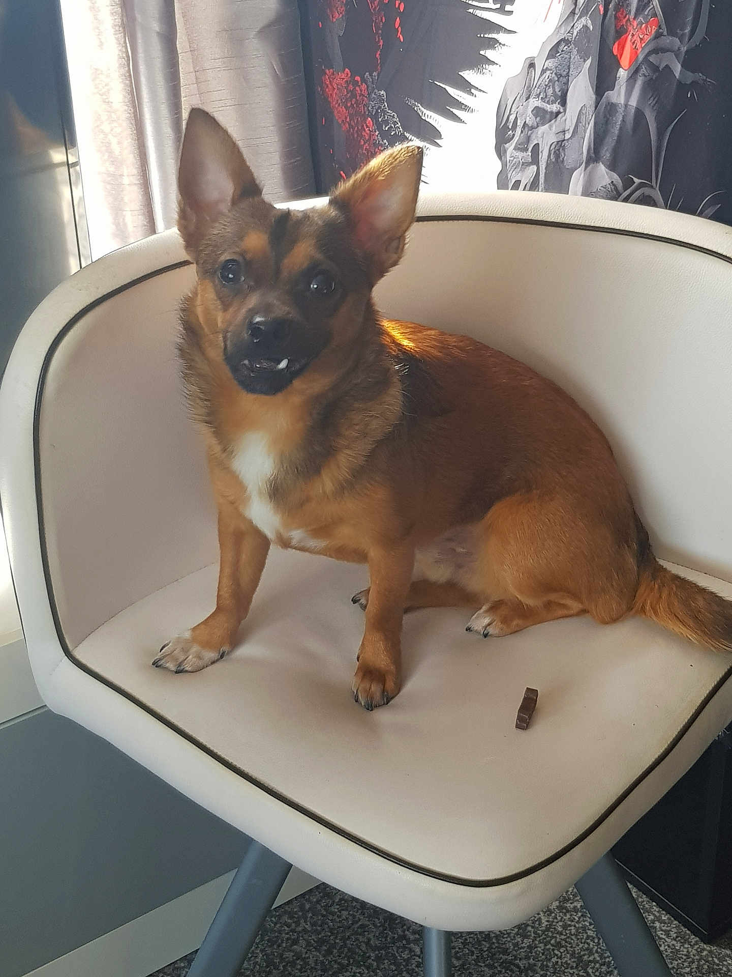 Lil John is registered to the contest to win money with this photo: animal, brown_fur, chair, comfortable, curtain, cushioned_chair, cute, dog, ears, floor, fur, indoor, looking, patterned_wall, paw, pet, sitting, small_dog, snout, treat