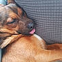 Lil John is registered to the contest to win money with this photo: animal, brown_fur, closeup, comfort, companion, cozy, cushion, cute, dog, ears, face, fur, indoor, paw, pet, relaxed, resting, sleeping, snout, tongue_out