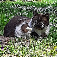 Floof joined the competition — help win amazing prizes! cat, grass, flowers, outdoor, nature, animal, pet, field, greenery, whiskers, fur, mammal, resting, daylight, plant, leaf, wildlife, closeup, summer, garden