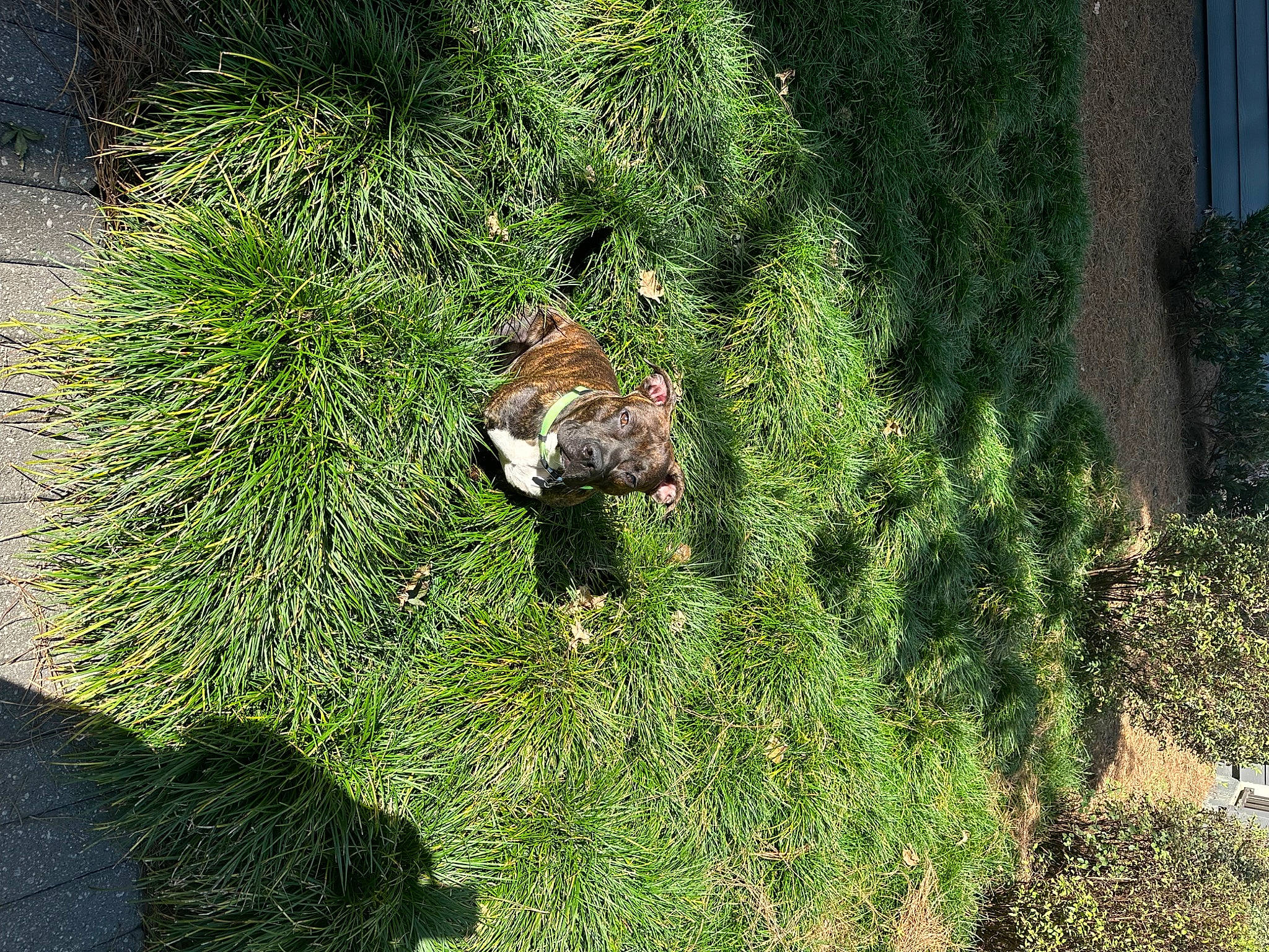 Dior is registered to the contest to win money with this photo: beak, bird, conifer, evergreen, garden, grass, grass_family, groundcover, landscape, landscaping, larch, lawn, plant, shrub, tail, terrestrial_animal, terrestrial_plant, trunk, twig, vegetation