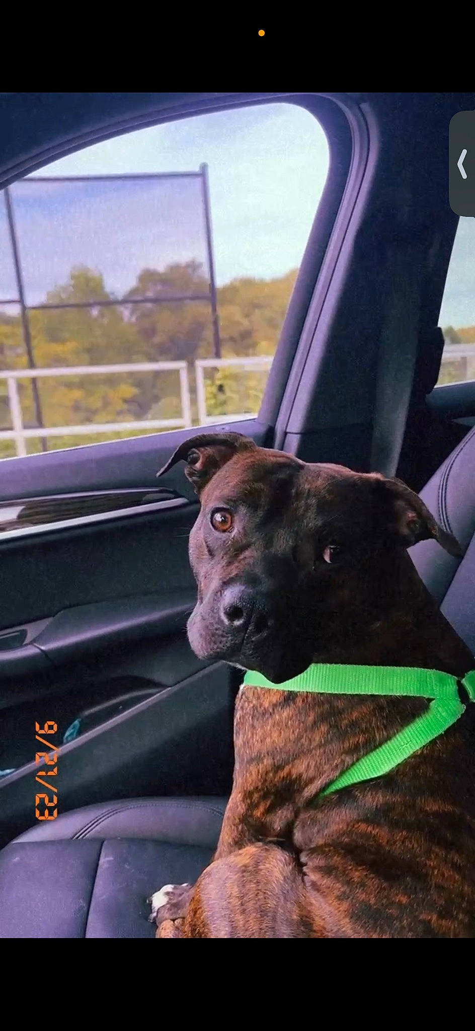 Dior is registered to the contest to win money with this photo: auto_part, automotive_exterior, automotive_window_part, car, carnivore, collar, companion_dog, dog, dog_breed, dog_collar, motor_vehicle, sky, snout, sporting_group, steering_wheel, tints_and_shades, vehicle, vehicle_door, windshield, working_animal