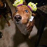 Heimdall joined the competition — help win amazing prizes! adorable, big_nose, brown_dog, canine, close_up, companion, costume, curious, dog, headband, indoor, marble_table, pet, portrait, second_dog, staring, table, toy_aliens, wide_eyes, wooden_floor