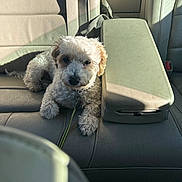 Snowball is registered to the contest to win money with this photo: dog, puppy, curly_fur, white_fur, small_dog, pet, animal, car, back_seat, leather_seats, seatbelt, armrest, sunlight, shadows, indoors, vehicle, sitting, lying_down, portrait, cute