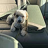 dog, puppy, curly_fur, white_fur, small_dog, pet, animal, car, back_seat, leather_seats, seatbelt, armrest, sunlight, shadows, indoors, vehicle, sitting, lying_down, portrait, cute