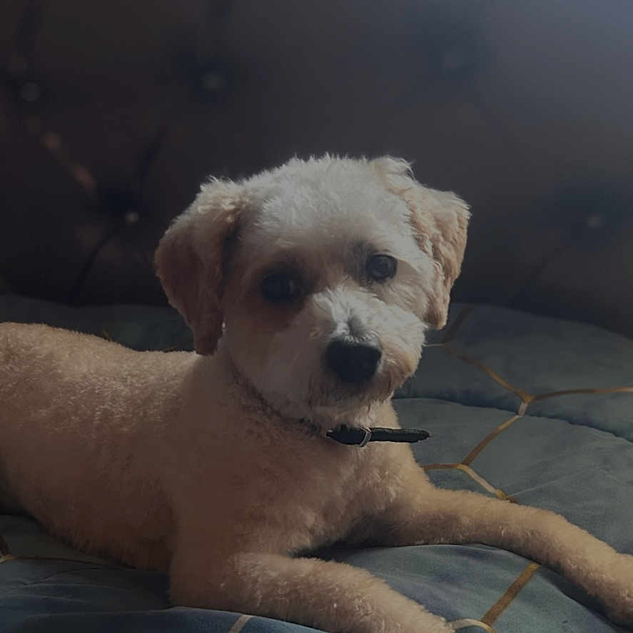 Snowball is registered to the contest to win money with this photo: dog, pet, canine, small_dog, white_dog, cream_fur, lying_down, relaxed, bed, bedroom, quilt, blue_bedding, collar, portrait, indoor, home, groomed, floppy_ears, looking_at_camera, phone_screen