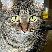 Cheyenne is registered to the contest to win money with this photo: animal, background_blur, cat, close_up, curious, detail, domestic_animal, ears, face, feline, fur, green_eyes, indoor, nose, pet, portrait, sitting, tabby_cat, whiskers, wooden_surface