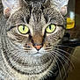 animal, background_blur, cat, close_up, curious, detail, domestic_animal, ears, face, feline, fur, green_eyes, indoor, nose, pet, portrait, sitting, tabby_cat, whiskers, wooden_surface