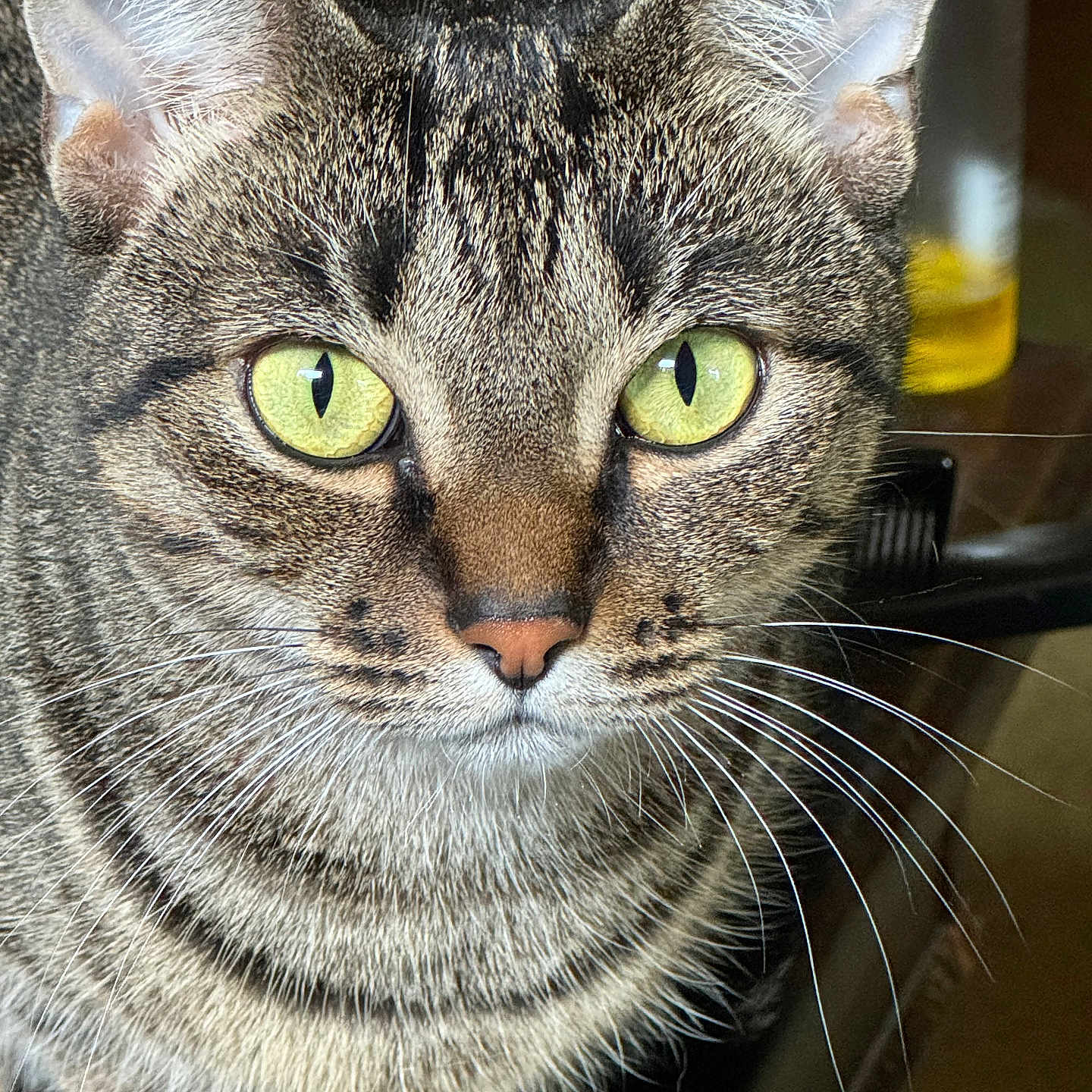 Cheyenne is registered to the contest to win money with this photo: animal, background_blur, cat, close_up, curious, detail, domestic_animal, ears, face, feline, fur, green_eyes, indoor, nose, pet, portrait, sitting, tabby_cat, whiskers, wooden_surface