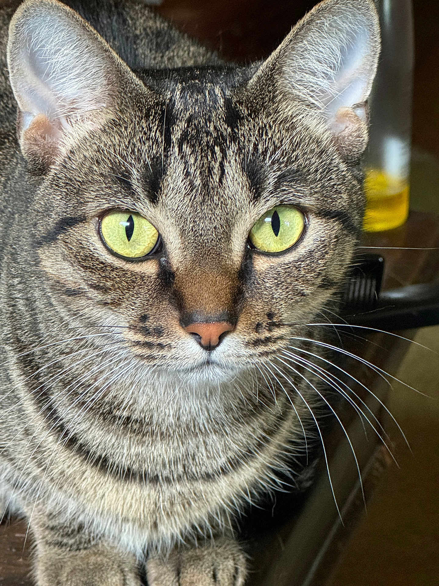 Cheyenne is registered to the contest to win money with this photo: animal, background_blur, cat, close_up, curious, detail, domestic_animal, ears, face, feline, fur, green_eyes, indoor, nose, pet, portrait, sitting, tabby_cat, whiskers, wooden_surface