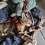 cat, kitten, sleeping, basket, red_collar, fur, tabby, stretching, pillow, stuffed_toy, cozy, relaxation, indoor, pet, animal, cute, soft, feline, rest, comfort