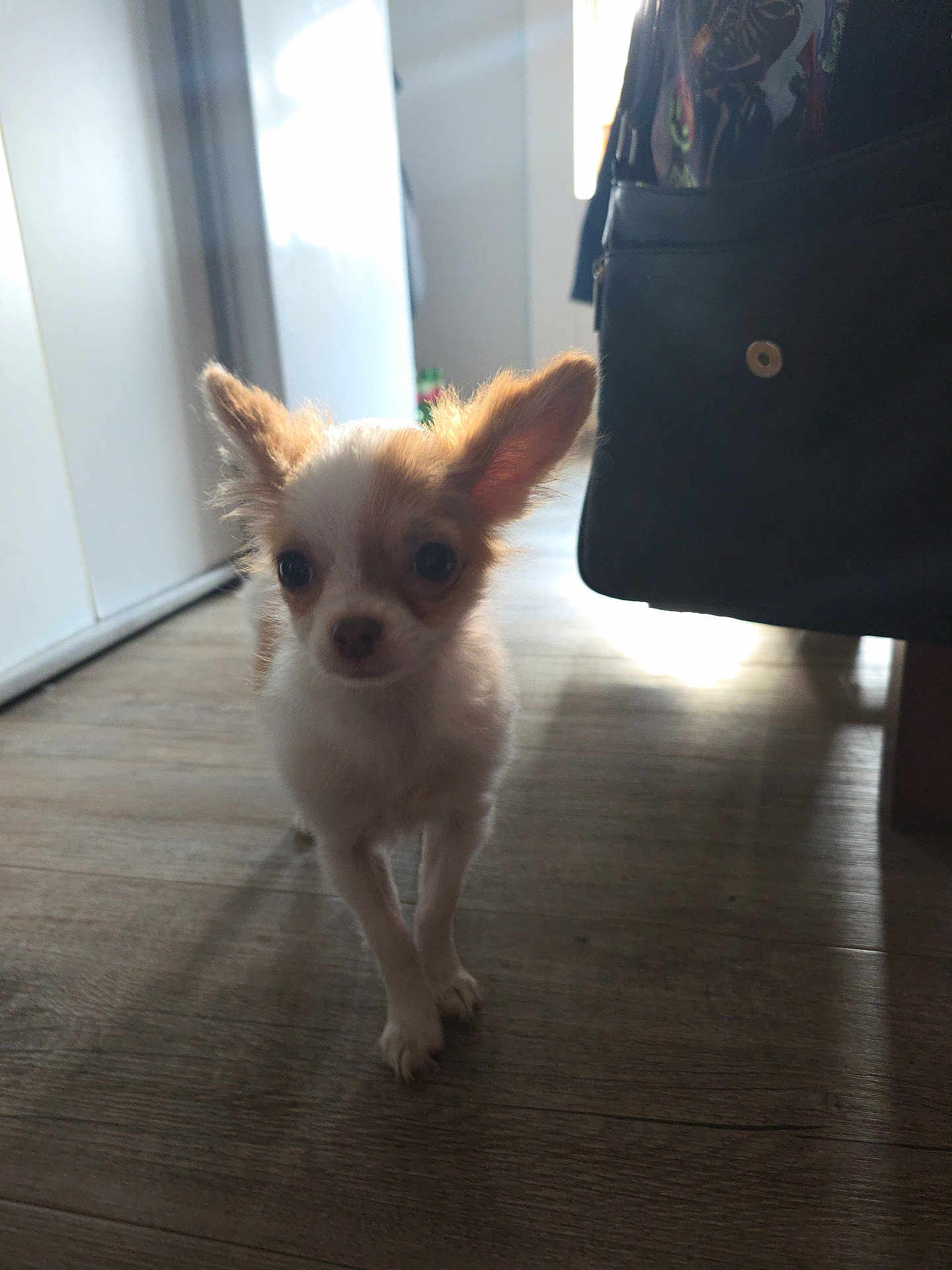 Fifi