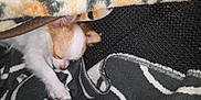Fifi participe au concours pour gagner de l'argent avec cette photo : dog, chihuahua, sleeping, blanket, cozy, paw, fur, pet, indoor, resting, cute, small_dog, animal, snuggling, warm, comfort, soft, laying_down, relaxed, fur_pattern