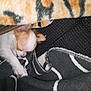 dog, chihuahua, sleeping, blanket, cozy, paw, fur, pet, indoor, resting, cute, small_dog, animal, snuggling, warm, comfort, soft, laying_down, relaxed, fur_pattern