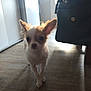 Fifi participe au concours pour gagner de l'argent avec cette photo : chihuahua, puppy, dog, indoor, wooden_floor, ears, small_dog, pet, animal, curious, standing, light, shadow, bag, doorway, home, floor, cute, mammal, canine