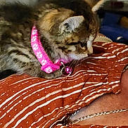 Pixie And Cuddles joined the competition — help win amazing prizes! kitten, cat, pink_collar, paw_prints, striped_shirt, person, indoor, brown_fur, close_up, pet, animal, cuddly, soft_fur, resting, curious, collar_bell, human, casual_clothing, striped_pattern, cozy
