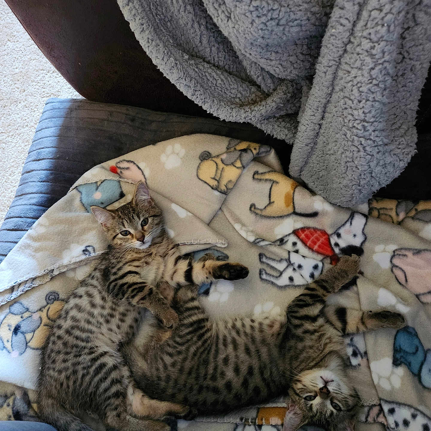 Pixie And Cuddles is registered to the contest to win money with this photo: animal, blanket, cat, chair, cozy, cute, dog_pattern, domestic_animal, fur, furniture, indoor, kitten, pattern, pet, relaxing, resting, sleepy, soft, tabby, young_cat
