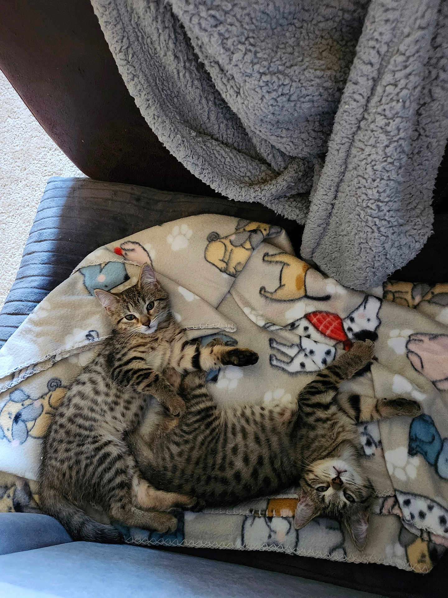 Pixie And Cuddles is registered to the contest to win money with this photo: kitten, cat, tabby, blanket, pattern, dog_pattern, furniture, chair, cozy, indoor, pet, animal, fur, resting, cute, domestic_animal, relaxing, soft, sleepy, young_cat