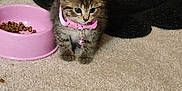 Pixie And Cuddles is registered to the contest to win money with this photo: kitten, tabby, pink_collar, bell, carpet, food_bowl, cat_food, pet, indoor, litter_box, black_mat, small_animal, cute, feline, young_cat, domestic_cat, curious, sitting, brown_fur, whiskers