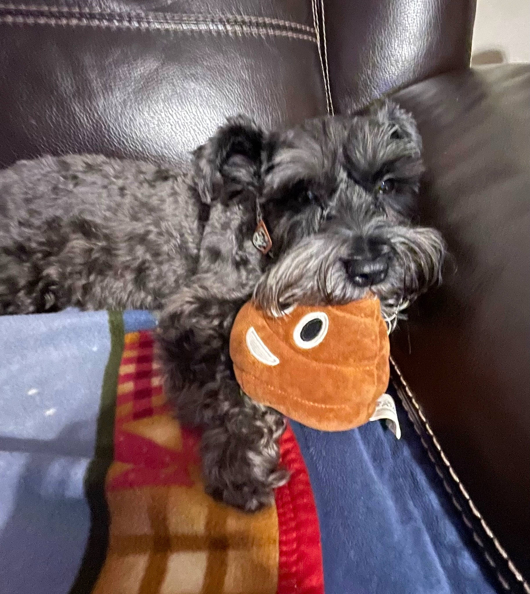 Charlee joined the competition — help win amazing prizes! canidae, carnivore, comfort, companion_dog, couch, dog, dog_breed, dog_supply, felidae, fur, liver, snout, sporting_group, stuffed_toy, tail, toy, toy_dog, water_dog, welsh_terrier, working_animal
