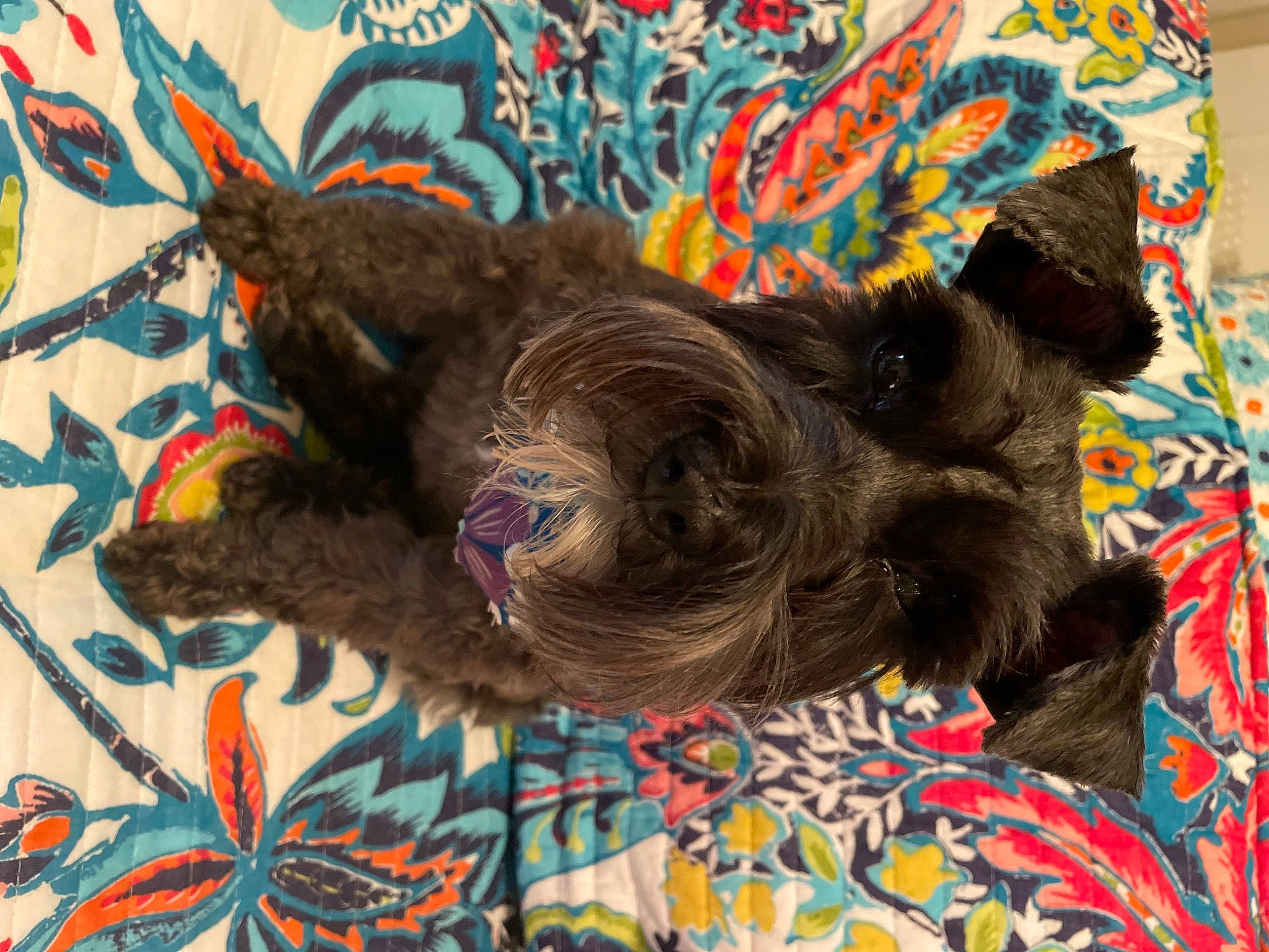 Charlee joined the competition — help win amazing prizes! art, carnivore, companion_dog, dog_breed, fawn, felidae, fur, linens, liver, mammal, paint, painting, pattern, small_to_medium_sized_cats, snout, sporting_group, tail, terrestrial_animal, visual_arts, working_animal