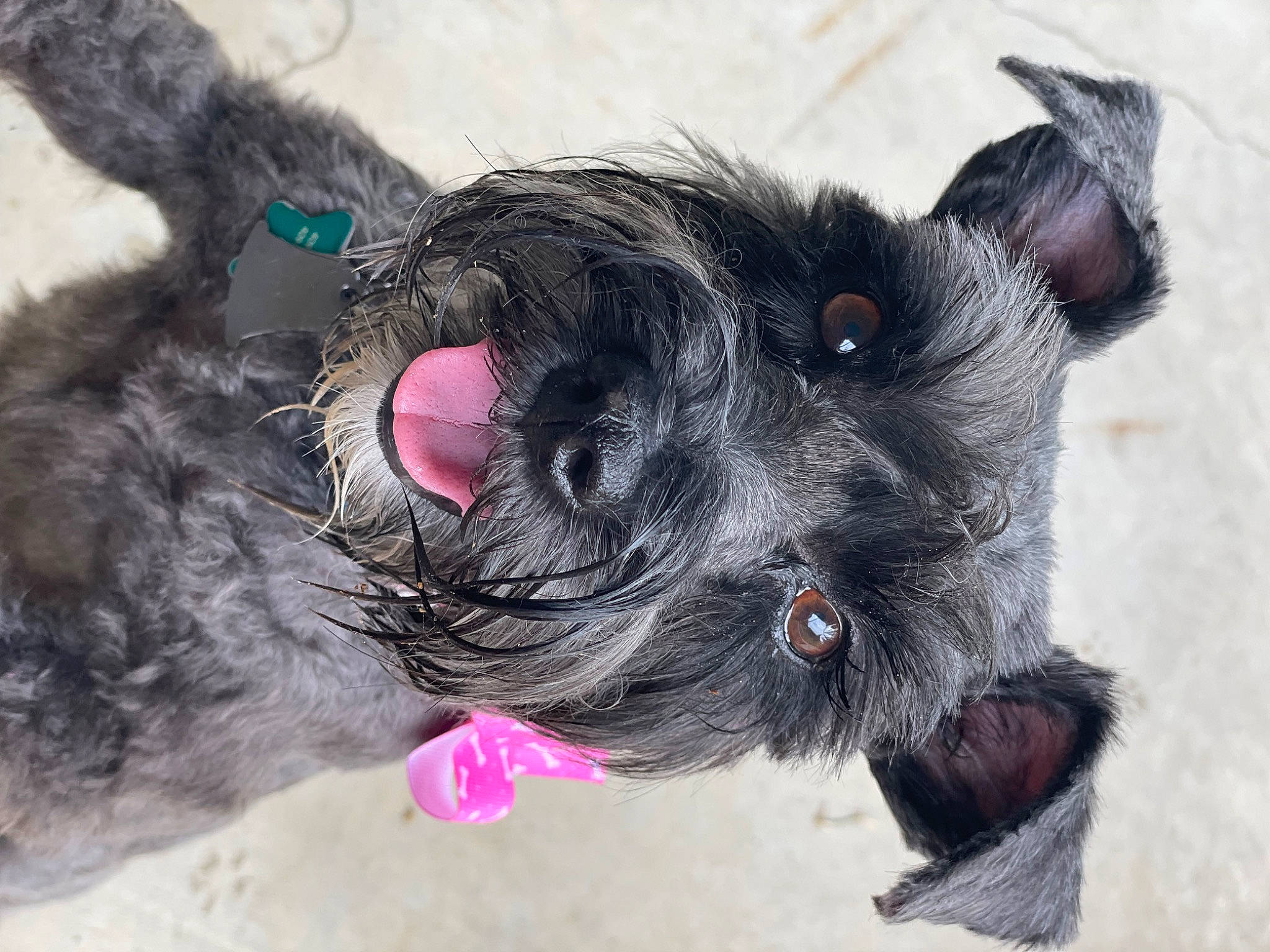 Charlee joined the competition — help win amazing prizes! canidae, carnivore, collar, companion_dog, dog, dog_breed, dog_collar, dog_supply, ear, fashion_accessory, fawn, fur, leash, liver, snout, sporting_group, standard_schnauzer, tail, whiskers, working_animal