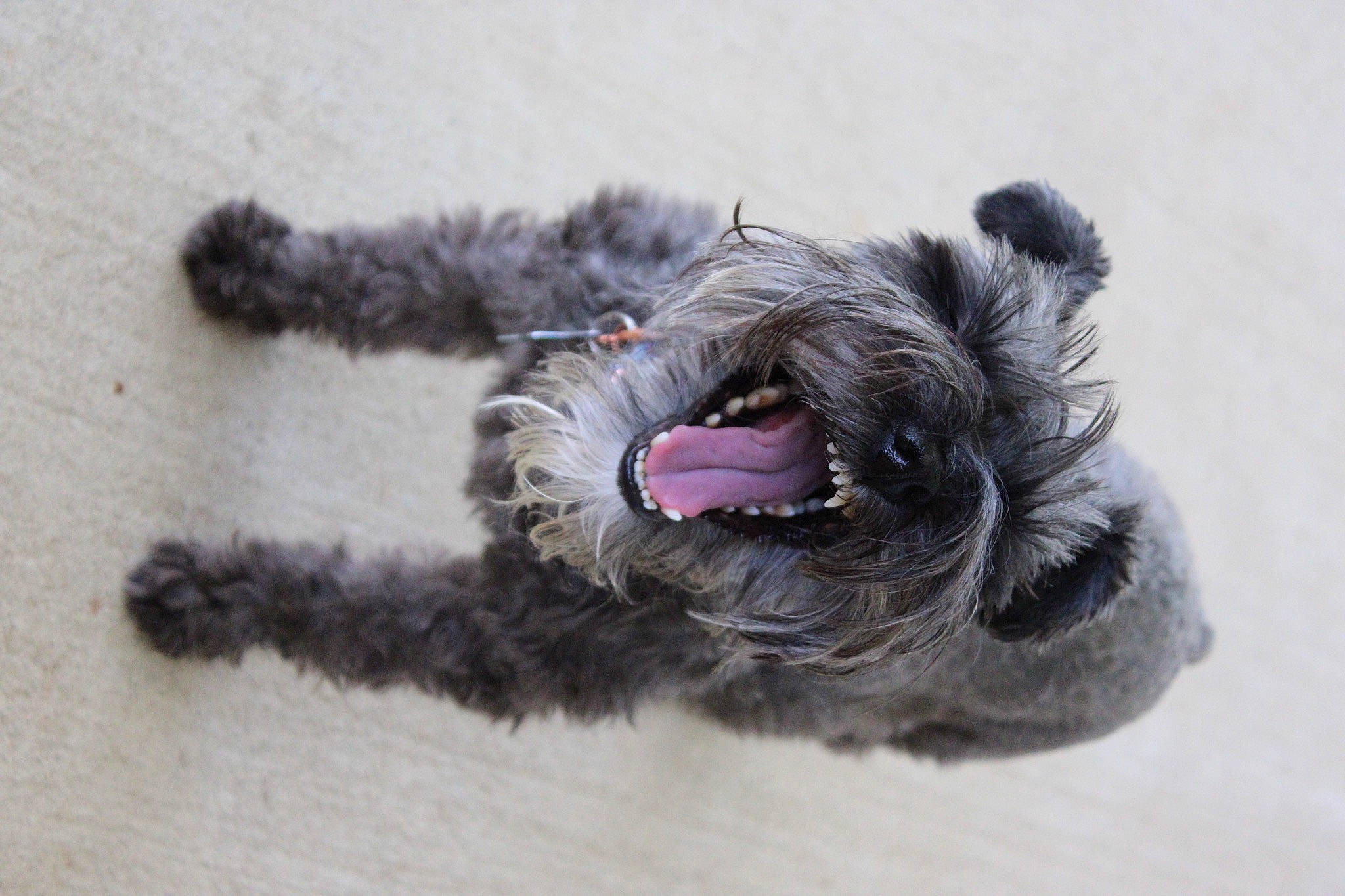 Charlee is registered to the contest to win money with this photo: canidae, carnivore, collar, companion_dog, dog, dog_breed, dog_collar, dog_supply, ear, fawn, grey, liver, paw, snout, sporting_group, standard_schnauzer, terrier, toy_dog, whiskers, working_animal