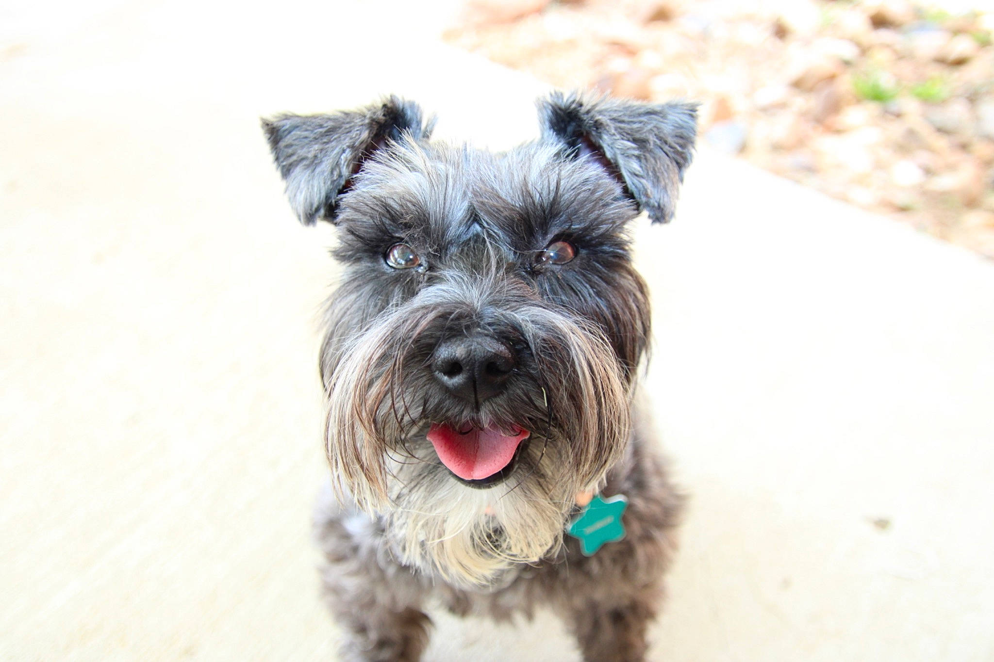 Charlee joined the competition — help win amazing prizes! biewer_terrier, canidae, carnivore, collar, companion_dog, dog, dog_breed, dog_collar, fur, puppy, schnauzer, scottish_terrier, small_terrier, snout, sporting_group, standard_schnauzer, terrier, toy_dog, whiskers, working_animal