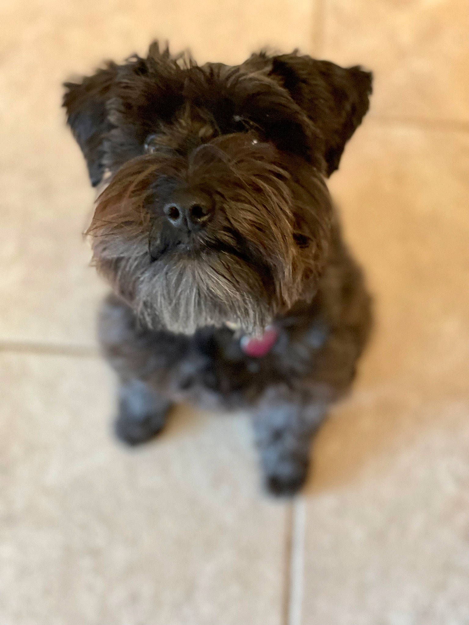 Jessi is registered to the contest to win money with this photo: biewer_terrier, canidae, carnivore, companion_dog, dog, dog_breed, fur, liver, maltepoo, puppy, recipe, schnauzer, small_terrier, snout, sporting_group, standard_schnauzer, terrier, toy_dog, water_dog, working_animal