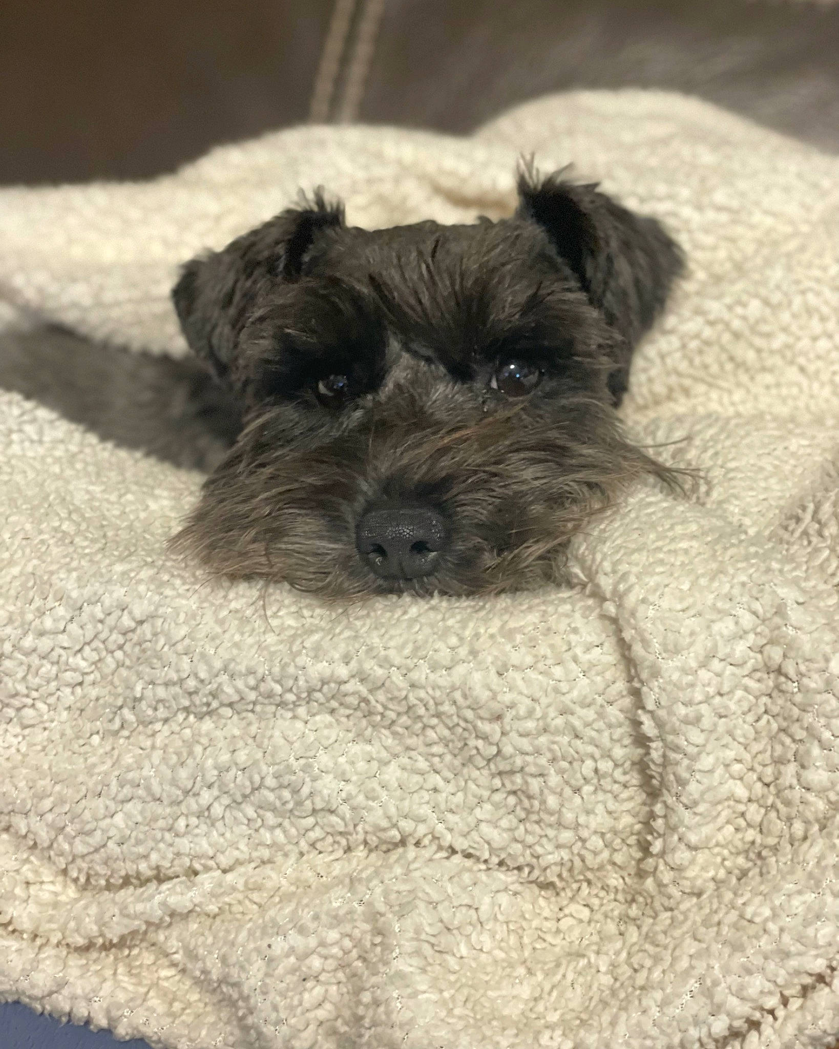 Jessi is registered to the contest to win money with this photo: canidae, carnivore, comfort, companion_dog, dog, dog_breed, fur, monochrome, monochrome_photography, small_terrier, snout, sporting_group, terrestrial_animal, terrier, toy_dog, working_animal