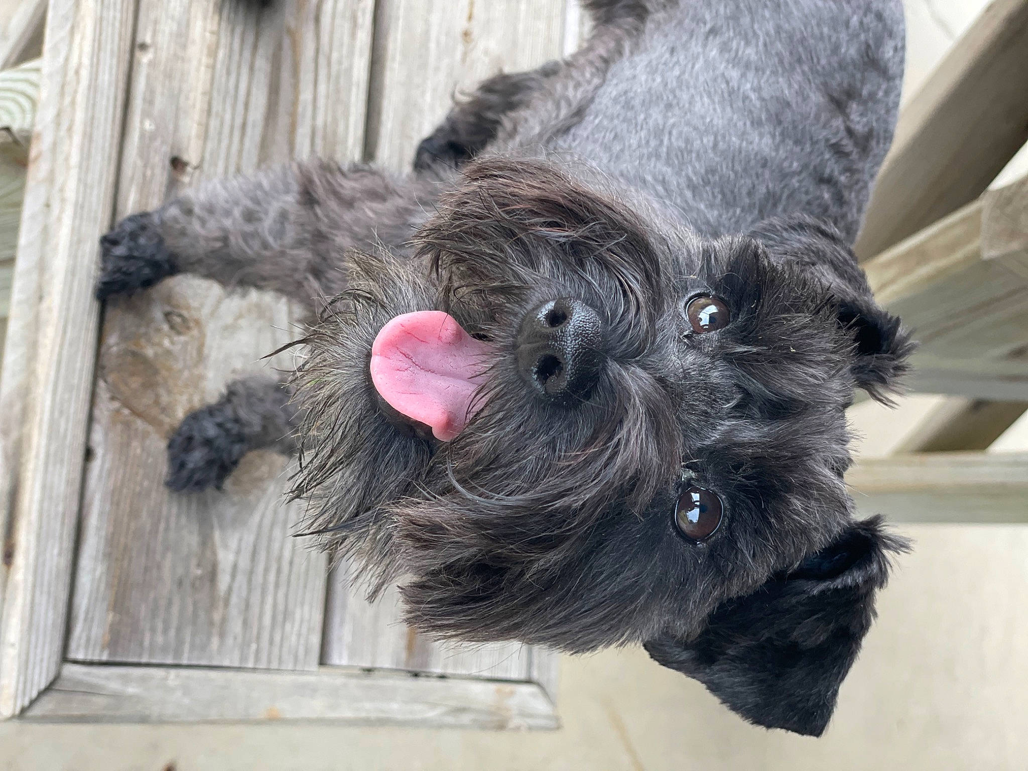 Jessi is registered to the contest to win money with this photo: canidae, carnivore, companion_dog, dog, dog_breed, eye, fawn, foot, fur, head, liver, mammal, paw, snout, sporting_group, tail, terrestrial_animal, vertebrate, wood, working_animal