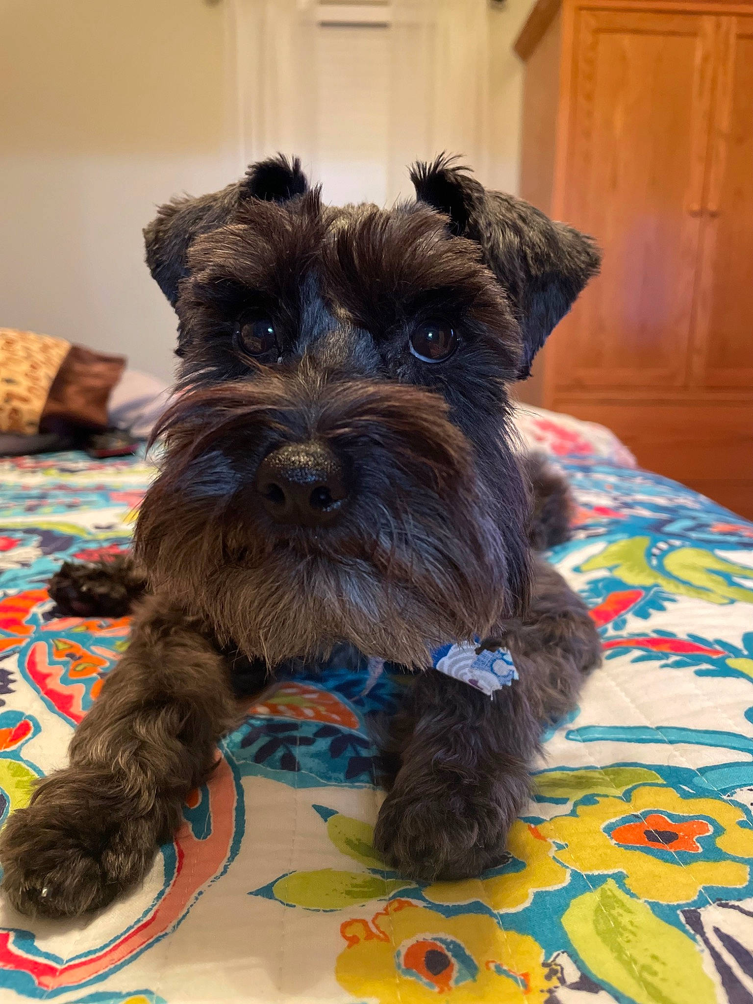 Jessi is registered to the contest to win money with this photo: carnivore, companion_dog, dog, dog_breed, door, fashion_accessory, fur, plant, schnauzer, small_terrier, snout, sporting_group, standard_schnauzer, water_dog, working_animal