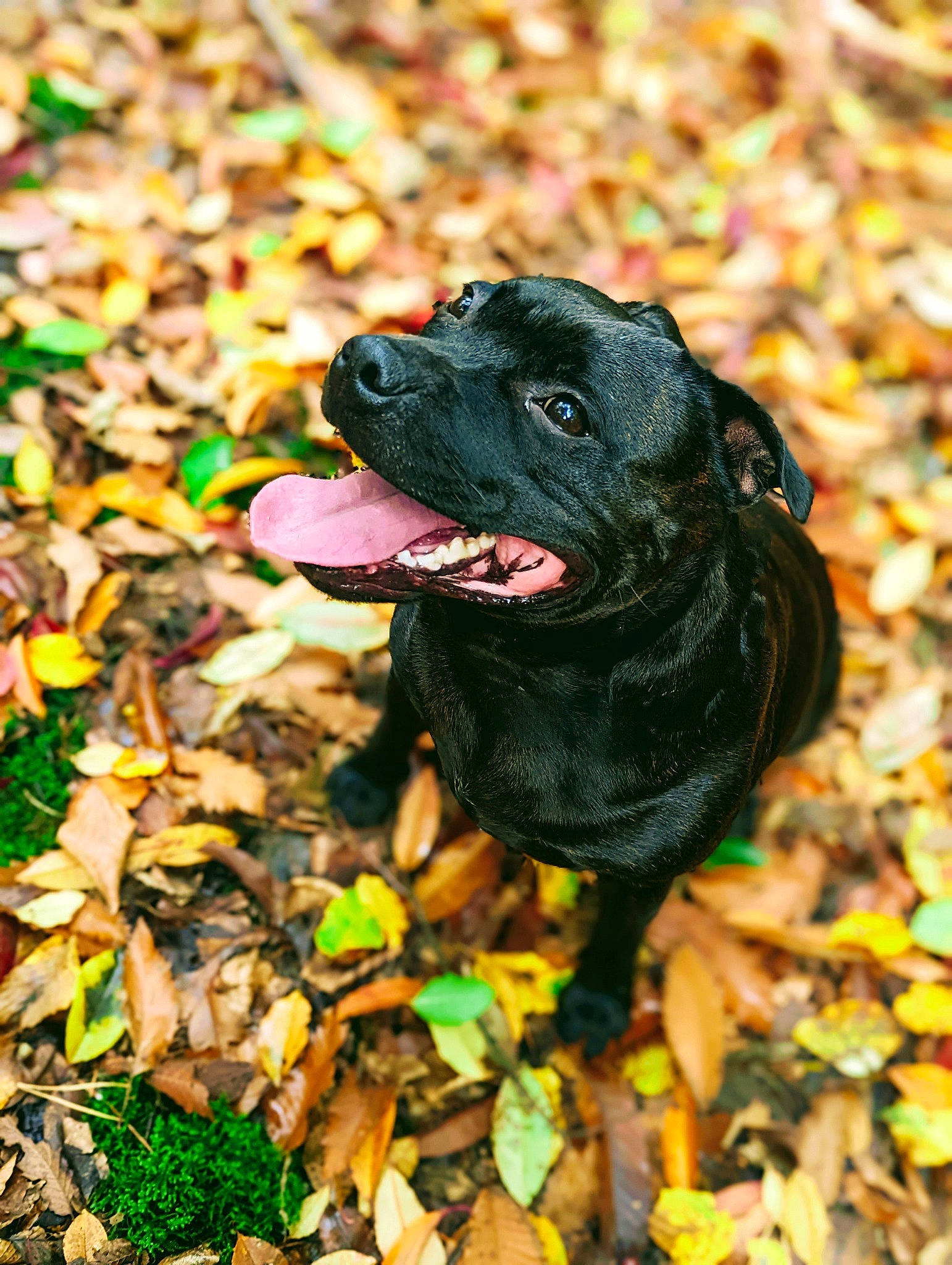 Rubby a rejoint le concours — aidez-le/la à gagner de superbes lots ! autumn, borador, canidae, carnivore, companion_dog, deciduous, dog, dog_breed, grass, guard_dog, hunting_dog, liver, plant, snout, soil, sporting_group, terrestrial_animal, working_animal, working_dog