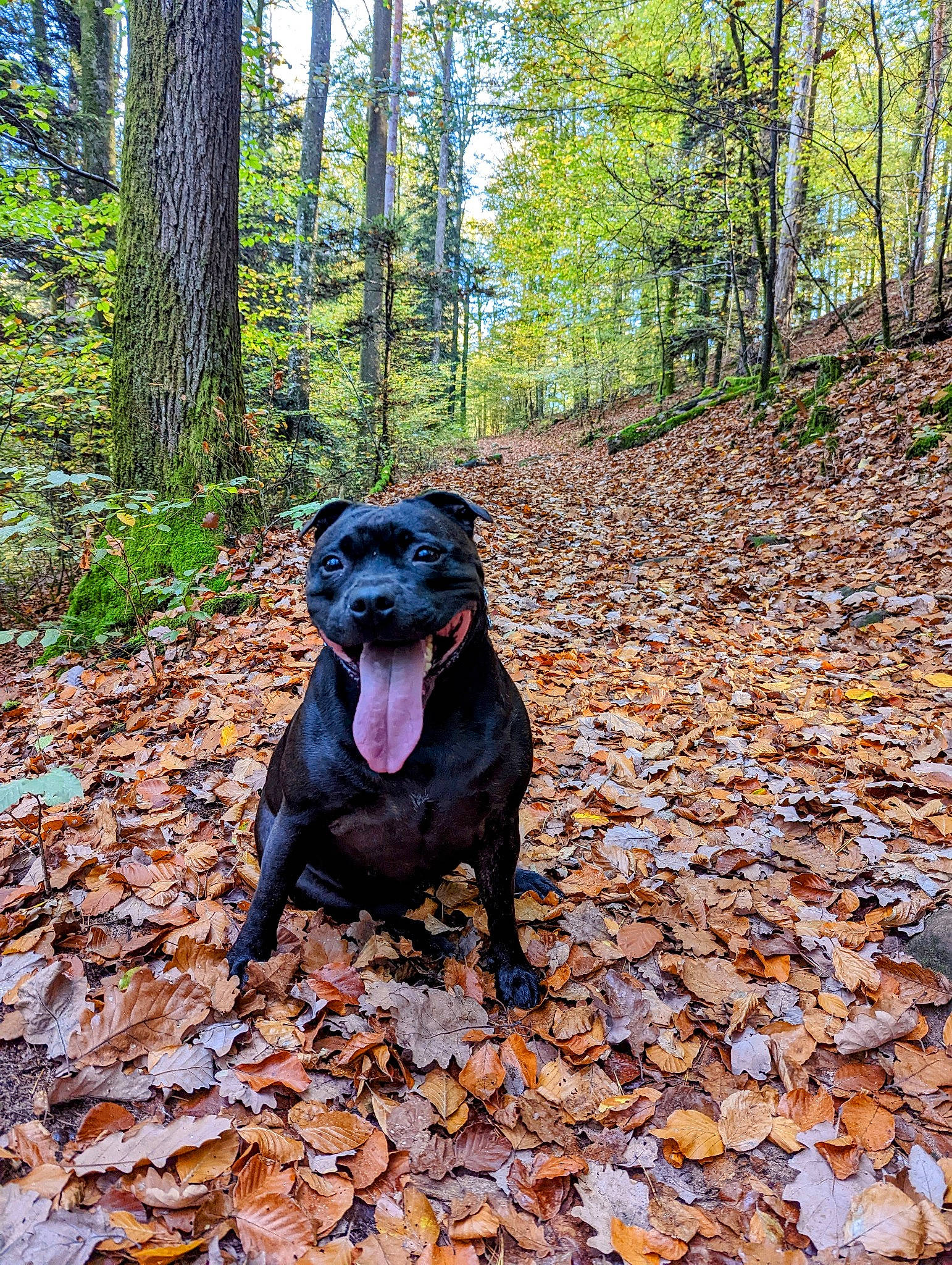 Rubby a rejoint le concours — aidez-le/la à gagner de superbes lots ! biome, canidae, carnivore, dog, dog_breed, forest, gun_dog, liver, natural_landscape, northern_hardwood_forest, plant, sporting_group, temperate_broadleaf_and_mixed_forest, terrestrial_animal, trail, tree, trunk, wood, woodland, working_animal