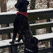Luther is registered to the contest to win money with this photo: animal, bench, black_dog, cold, curious, daytime, dog, forest, fur, nature, outdoor, park, pet, red_bandana, scenery, snow, snowfall, standing, tree, winter