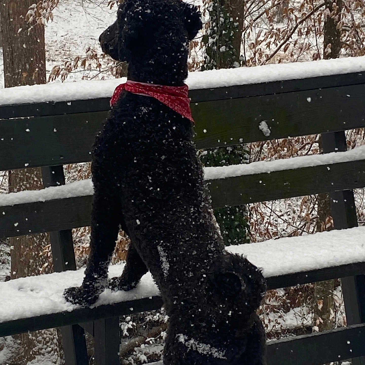 Luther is registered to the contest to win money with this photo: animal, bench, black_dog, cold, curious, daytime, dog, forest, fur, nature, outdoor, park, pet, red_bandana, scenery, snow, snowfall, standing, tree, winter