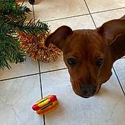 Perle a rejoint le concours — aidez-le/la à gagner de superbes lots ! puppy, dog, toy, hot_dog_toy, christmas_tree, tinsel, floor, tile, brown_dog, indoor, pet, curious, ears, nose, close_up, animal, playful, decor, holiday, houseplant