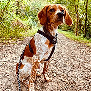 Aharôn participe au concours pour gagner de l'argent avec cette photo : alert, animal, brown, canine, daylight, dog, ears, forest, fur, gravel, harness, leash, nature, outdoor, path, pet, sitting, spotted, trees, white