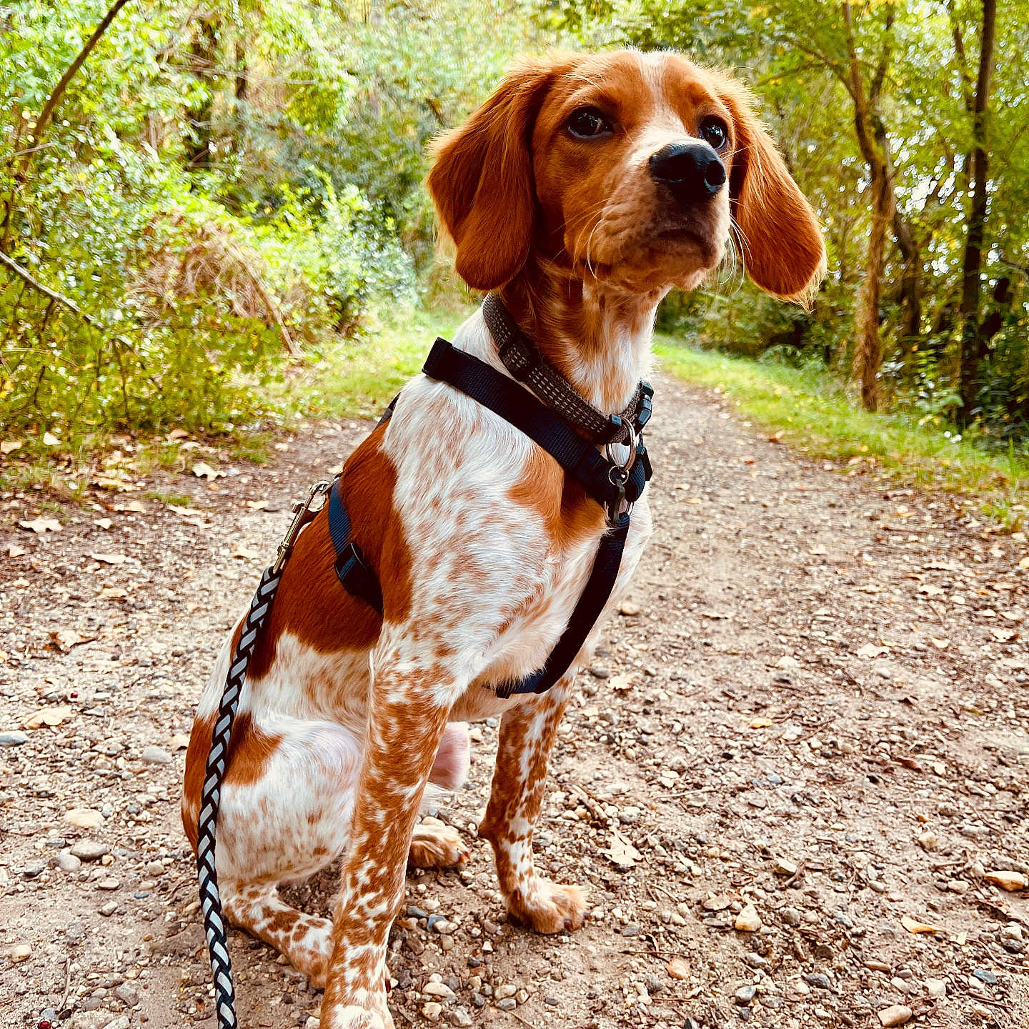 Aharôn participe au concours pour gagner de l'argent avec cette photo : alert, animal, brown, canine, daylight, dog, ears, forest, fur, gravel, harness, leash, nature, outdoor, path, pet, sitting, spotted, trees, white