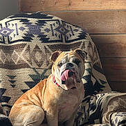 Auggie joined the competition — help win amazing prizes! bulldog, dog, pet, animal, tongue_out, chair, blanket, patterned_blanket, wooden_wall, indoors, sunlight, cozy, comfortable, sitting, wrinkles, collar, brown_dog, cute, companion, relaxed