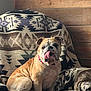 bulldog, dog, pet, animal, tongue_out, chair, blanket, patterned_blanket, wooden_wall, indoors, sunlight, cozy, comfortable, sitting, wrinkles, collar, brown_dog, cute, companion, relaxed