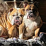 animal, blanket, bulldog, close_up, companionship, cozy, cute, dog, friendship, fur, indoor, pattern, pet, portrait, relaxing, snuggling, sunlight, two_dogs, warm_light, wrinkles