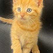 Kevin is registered to the contest to win money with this photo: kitten, cat, orange_tabby, blue_eyes, young_animal, pet, feline, cute, curious, whiskers, ears, paw, fur, domestic_animal, sitting, small, indoor, animal, mammal, adorable