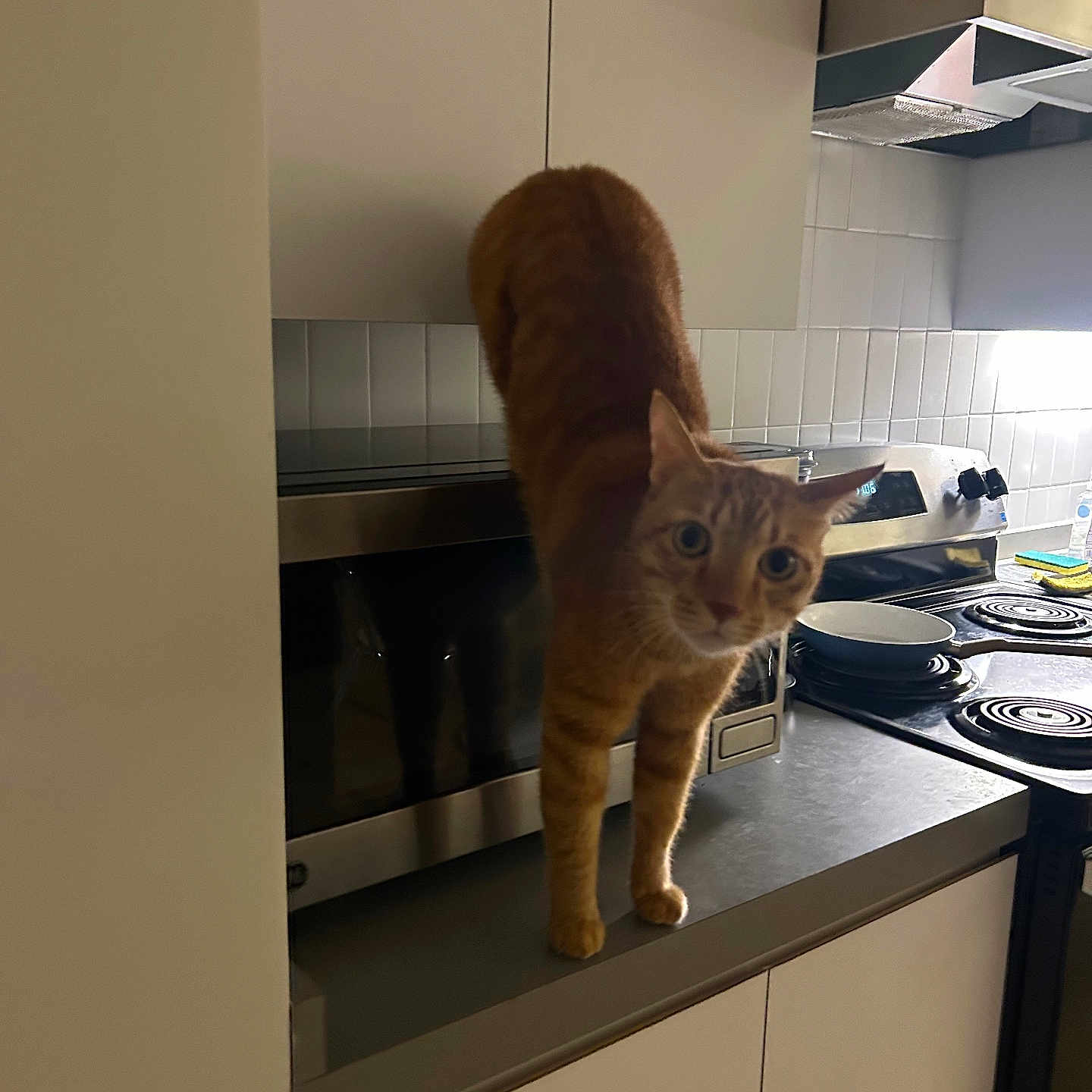 Gabbar Singh joined the competition — help win amazing prizes! cat, orange_tabby, kitchen, countertop, microwave, stove, plates, curious, indoor, cabinet, appliance, tile_wall, pet, animal, feline, stretching, domestic, home, wide_eyes, looking