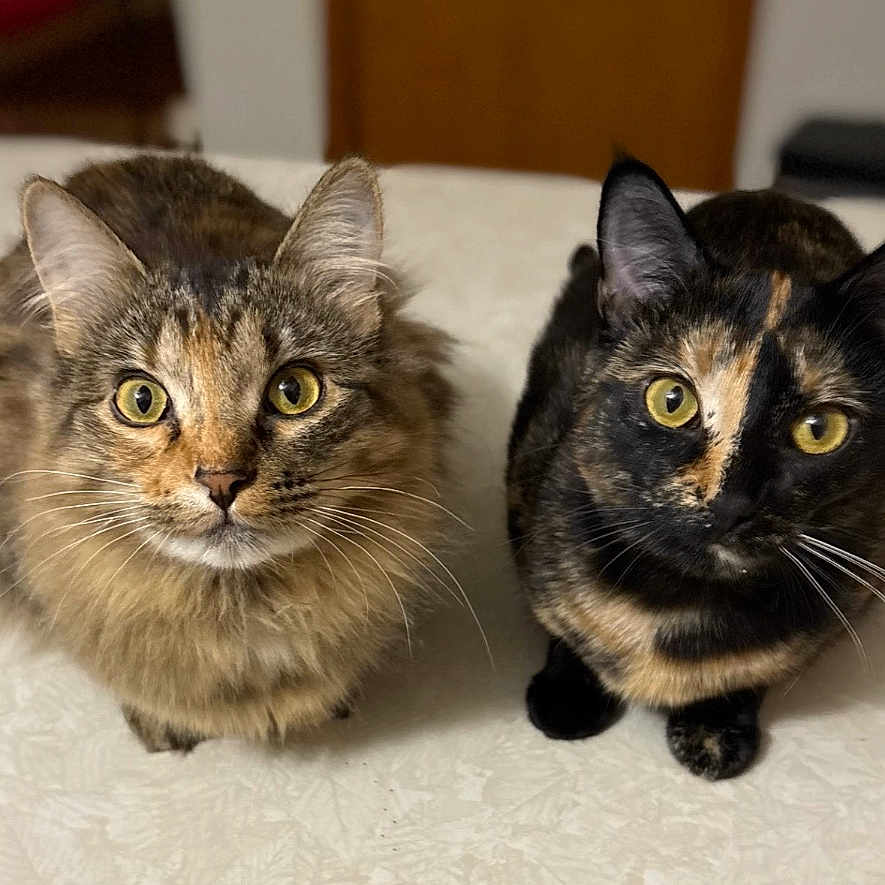 Sophie And Lola joined the competition — help win amazing prizes! cat, cats, feline, pets, domestic_animal, fur, whiskers, eyes, ears, two_animals, closeup, indoor, looking_at_camera, tabby_cat, tortoiseshell_cat, cute, animal_portrait, companions, sitting, curious